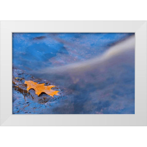 Canada, Ontario, Rosseau River, Oak leaf on rock White Modern Wood Framed Art Print by Grandmaison, Mike