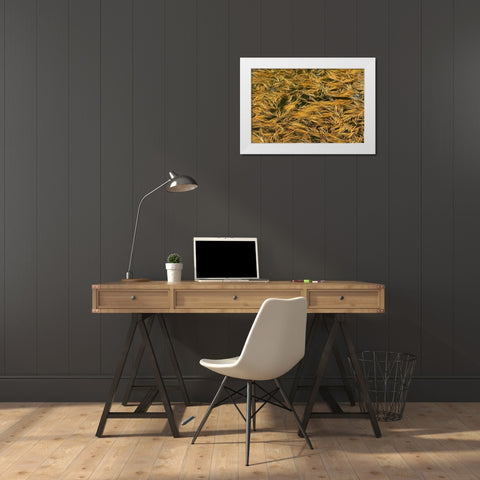 Canada, Ontario Fallen pine needles in water White Modern Wood Framed Art Print by Grandmaison, Mike