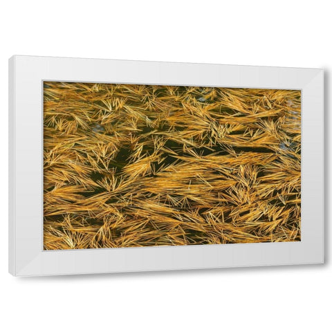 Canada, Ontario Fallen pine needles in water White Modern Wood Framed Art Print by Grandmaison, Mike