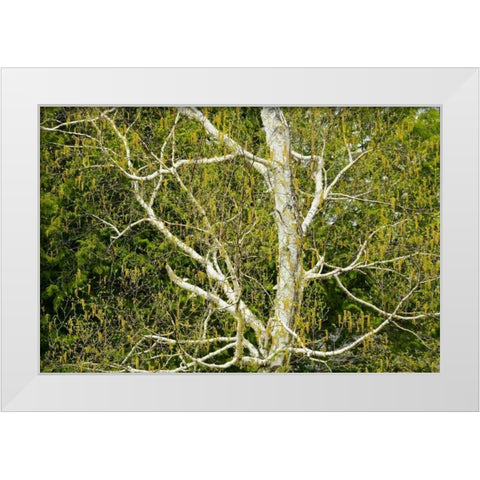 Canada, Dorset Birch tree with catkins in spring White Modern Wood Framed Art Print by Grandmaison, Mike
