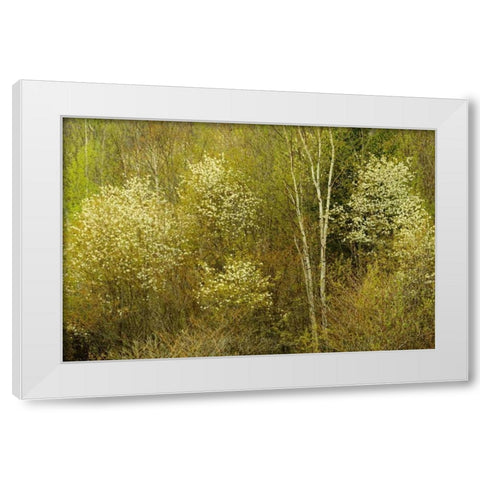 Canada, Utterson Serviceberry in spring foliage White Modern Wood Framed Art Print by Grandmaison, Mike