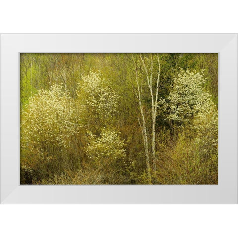 Canada, Utterson Serviceberry in spring foliage White Modern Wood Framed Art Print by Grandmaison, Mike