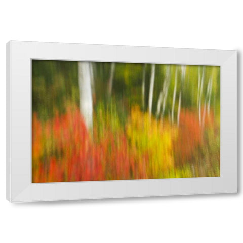 Canada, Ontario, Algonquin PP Autumn scenic White Modern Wood Framed Art Print by Grandmaison, Mike
