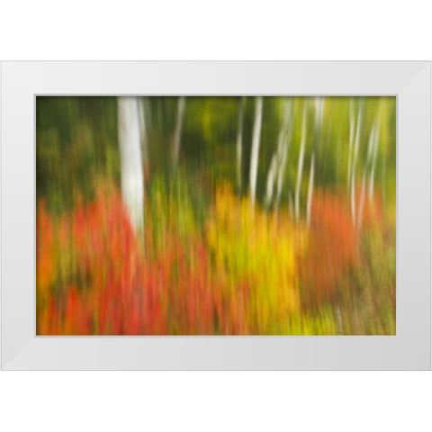 Canada, Ontario, Algonquin PP Autumn scenic White Modern Wood Framed Art Print by Grandmaison, Mike
