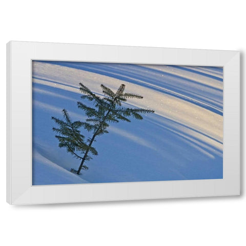 Canada, Ontario Balsam fir sapling in snow White Modern Wood Framed Art Print by Grandmaison, Mike