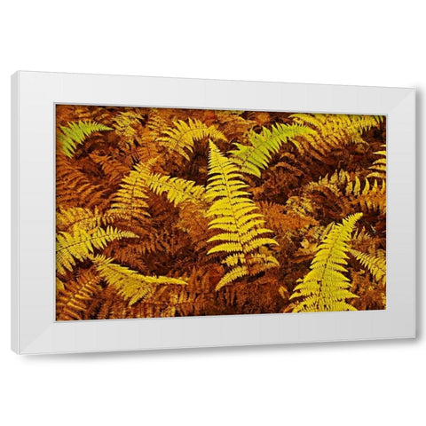 Canada, Ontario, Baysville Wood ferns in autumn White Modern Wood Framed Art Print by Grandmaison, Mike