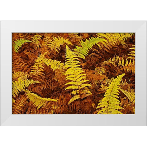 Canada, Ontario, Baysville Wood ferns in autumn White Modern Wood Framed Art Print by Grandmaison, Mike