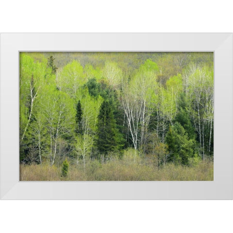 Canada, Ontario, Utterson Forest in spring White Modern Wood Framed Art Print by Grandmaison, Mike