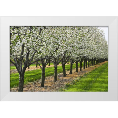 Canada, Ontario Apple orchard in bloom White Modern Wood Framed Art Print by Grandmaison, Mike