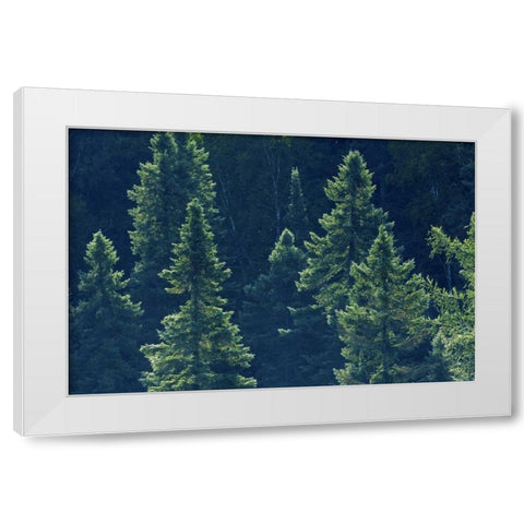 Canada, Algonquin PP Black spruce trees backlit White Modern Wood Framed Art Print by Grandmaison, Mike