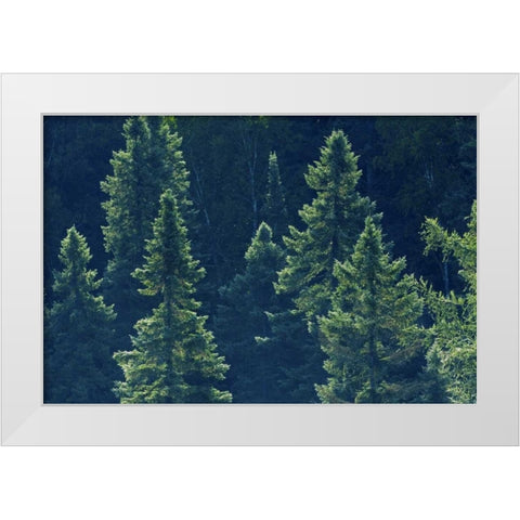 Canada, Algonquin PP Black spruce trees backlit White Modern Wood Framed Art Print by Grandmaison, Mike