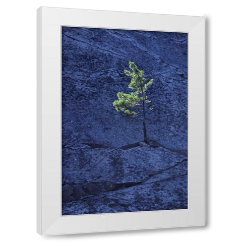 Canada, Ontario Pine tree growing in a rock White Modern Wood Framed Art Print by Grandmaison, Mike