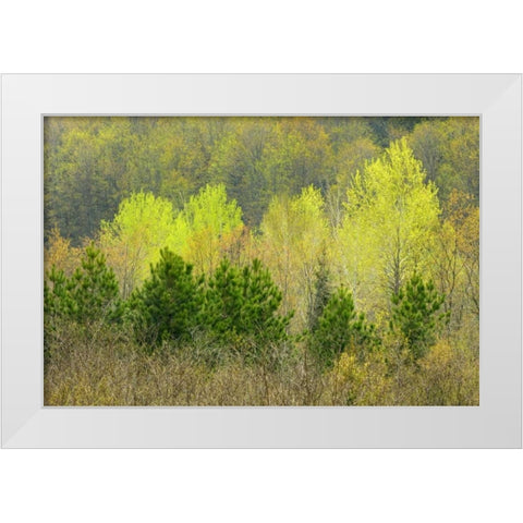 Canada, Rosseau Scots pine in spring foliage White Modern Wood Framed Art Print by Grandmaison, Mike