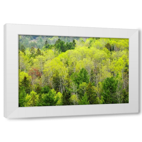 Canada, Ontario, Rosseau Mixed-wood forest White Modern Wood Framed Art Print by Grandmaison, Mike