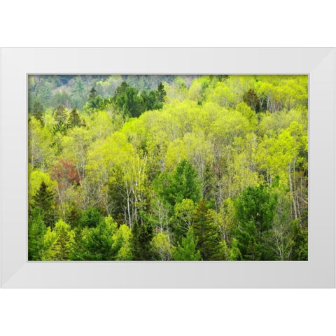 Canada, Ontario, Rosseau Mixed-wood forest White Modern Wood Framed Art Print by Grandmaison, Mike