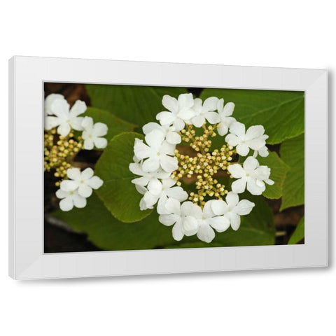 Canada, Dorset Flowers on hobblebush shrub White Modern Wood Framed Art Print by Grandmaison, Mike