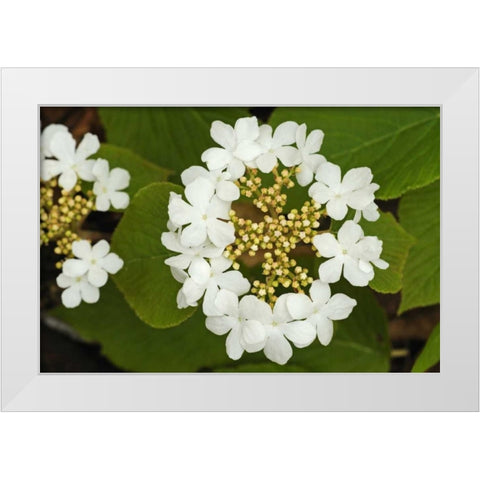 Canada, Dorset Flowers on hobblebush shrub White Modern Wood Framed Art Print by Grandmaison, Mike