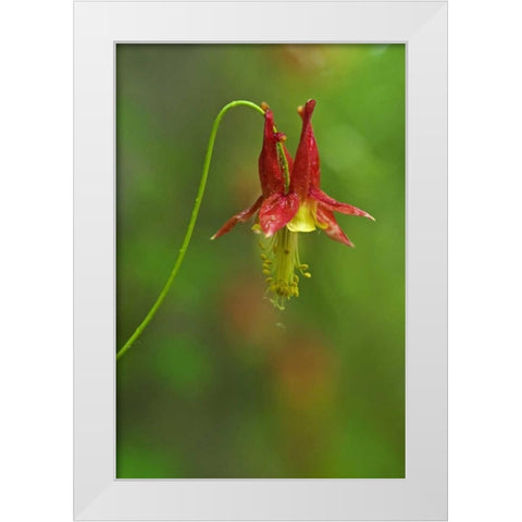 Canada, Thousand Islands NP Columbine flower White Modern Wood Framed Art Print by Grandmaison, Mike