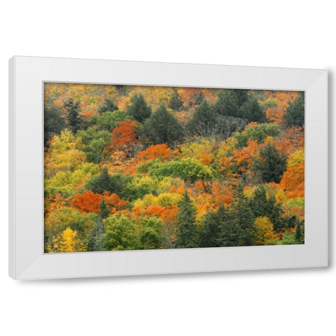 Canada, Algonquin PP Hill in autumn foliage White Modern Wood Framed Art Print by Grandmaison, Mike