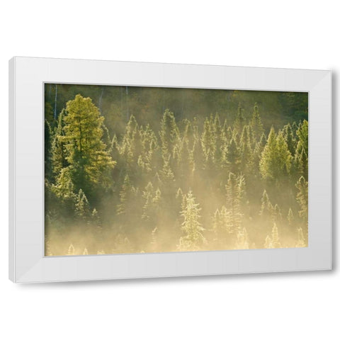 Canada, Worthington Conifers in morning fog White Modern Wood Framed Art Print by Grandmaison, Mike