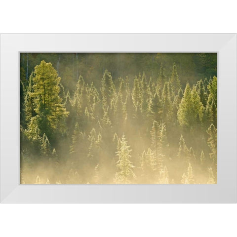 Canada, Worthington Conifers in morning fog White Modern Wood Framed Art Print by Grandmaison, Mike