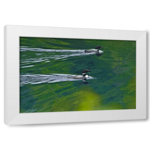 Canada, Ontario Common loons on Killarney Lake White Modern Wood Framed Art Print by Grandmaison, Mike
