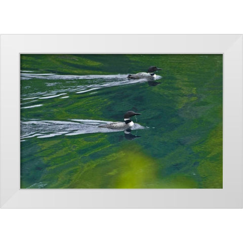 Canada, Ontario Common loons on Killarney Lake White Modern Wood Framed Art Print by Grandmaison, Mike