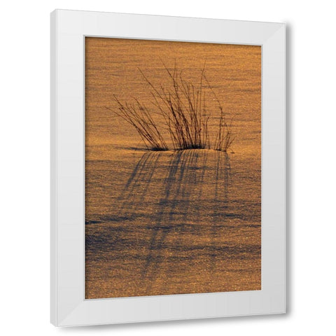 Canada, Ontario, Hope Bay Grasses at sunset White Modern Wood Framed Art Print by Grandmaison, Mike