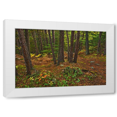 Canada Red pine forest on Granite Ridge Trail White Modern Wood Framed Art Print by Grandmaison, Mike