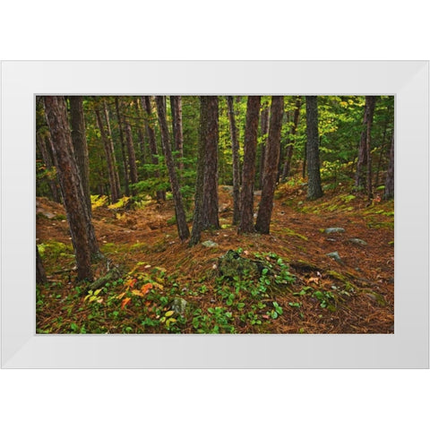 Canada Red pine forest on Granite Ridge Trail White Modern Wood Framed Art Print by Grandmaison, Mike