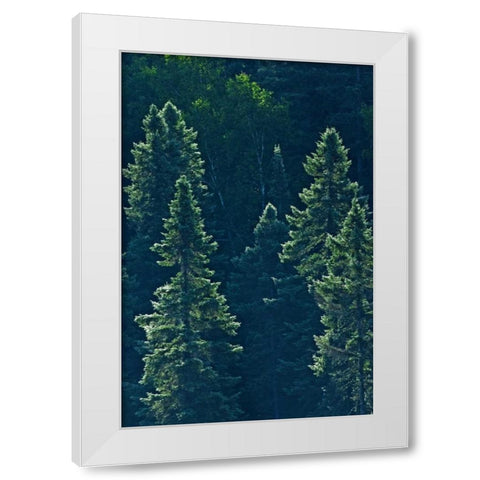 Canada, Algonquin PP Black spruce trees backlit White Modern Wood Framed Art Print by Grandmaison, Mike