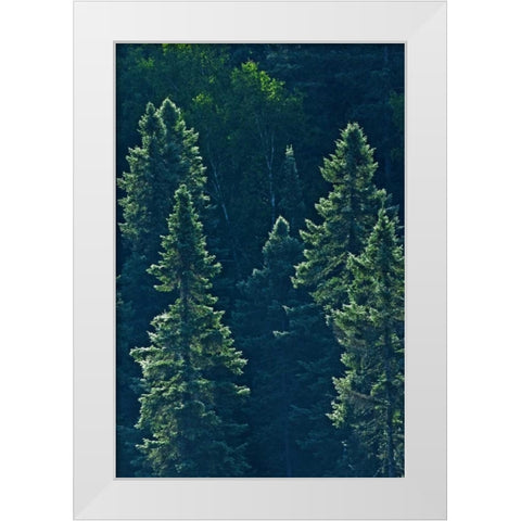 Canada, Algonquin PP Black spruce trees backlit White Modern Wood Framed Art Print by Grandmaison, Mike