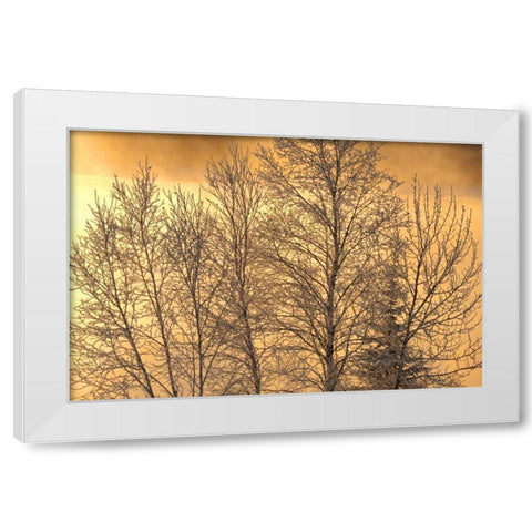 Canada, Ear Falls Poplar in hoarfrost at sunrise White Modern Wood Framed Art Print by Grandmaison, Mike