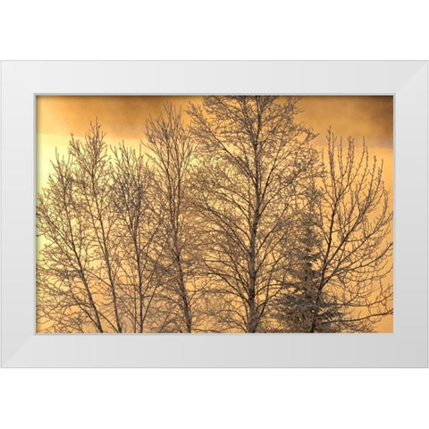 Canada, Ear Falls Poplar in hoarfrost at sunrise White Modern Wood Framed Art Print by Grandmaison, Mike