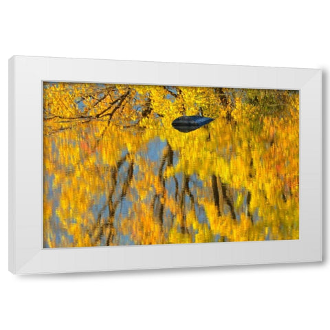 Canada, Ontario, Whitefish Vermilion River, fall White Modern Wood Framed Art Print by Grandmaison, Mike