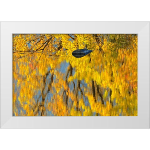 Canada, Ontario, Whitefish Vermilion River, fall White Modern Wood Framed Art Print by Grandmaison, Mike