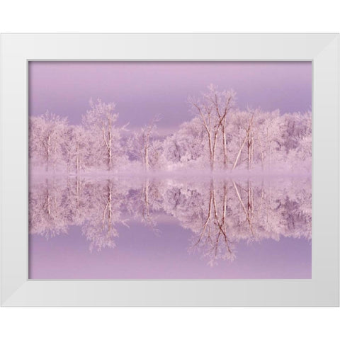 Canada, Ottawa Frosted trees by Shirleys Bay White Modern Wood Framed Art Print by Young, Bill