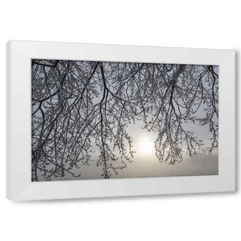 Canada, Ottawa Frosty limbs and fog-shrouded sun White Modern Wood Framed Art Print by Young, Bill