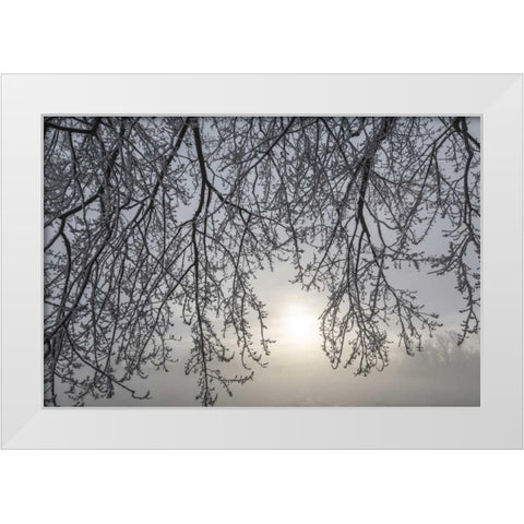 Canada, Ottawa Frosty limbs and fog-shrouded sun White Modern Wood Framed Art Print by Young, Bill