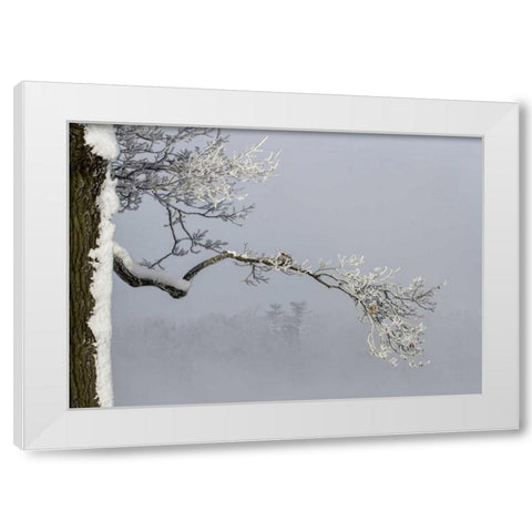 Canada, Ottawa, Frosty branches in fog White Modern Wood Framed Art Print by Young, Bill