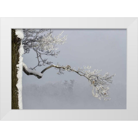 Canada, Ottawa, Frosty branches in fog White Modern Wood Framed Art Print by Young, Bill