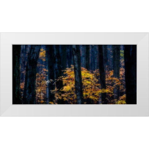 Canada, Ontario Autumn abstract of forest White Modern Wood Framed Art Print by Young, Bill
