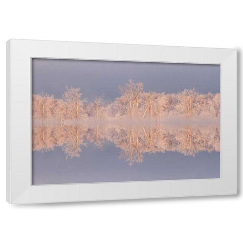 Canada, Ottawa Frosted trees by Shirleys Bay White Modern Wood Framed Art Print by Young, Bill