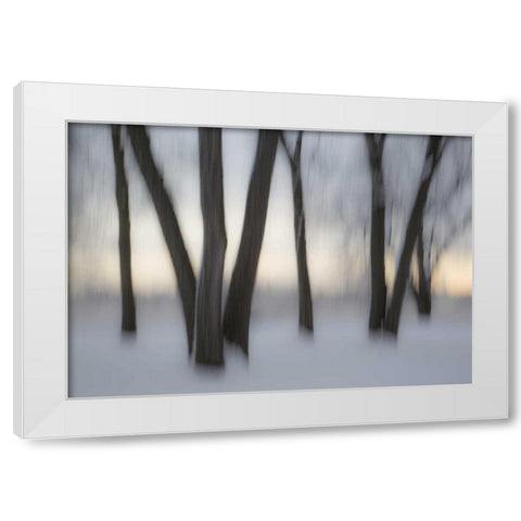 Canada, Ottawa, Ottawa River Abstract of trees White Modern Wood Framed Art Print by Young, Bill