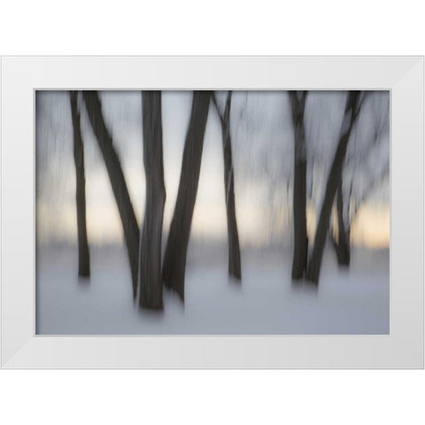 Canada, Ottawa, Ottawa River Abstract of trees White Modern Wood Framed Art Print by Young, Bill