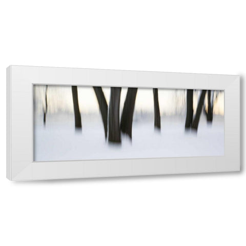 Canada, Ottawa, Ottawa River Abstract of trees White Modern Wood Framed Art Print by Young, Bill