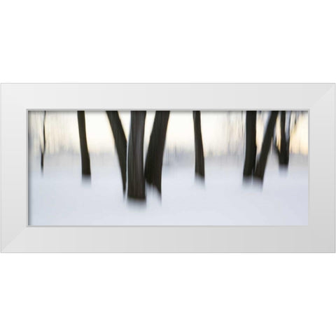 Canada, Ottawa, Ottawa River Abstract of trees White Modern Wood Framed Art Print by Young, Bill