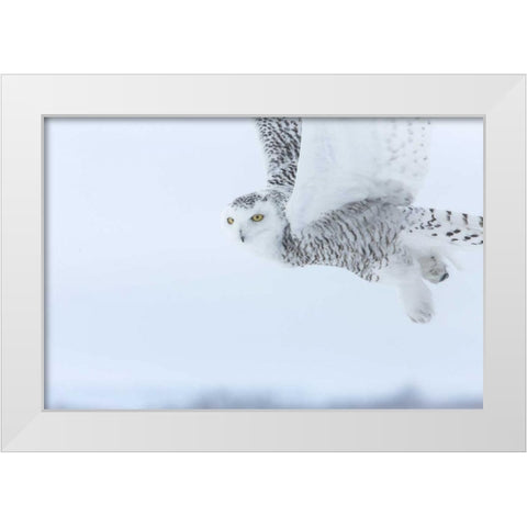 Canada, Ontario, Barrie Snowy owl in flight White Modern Wood Framed Art Print by Zuckerman, Jim