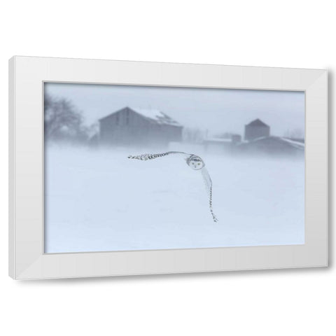 Canada, Ontario, Barrie Snowy owl in flight White Modern Wood Framed Art Print by Zuckerman, Jim