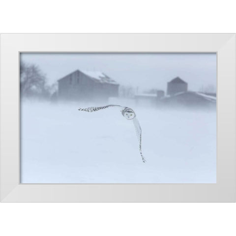 Canada, Ontario, Barrie Snowy owl in flight White Modern Wood Framed Art Print by Zuckerman, Jim